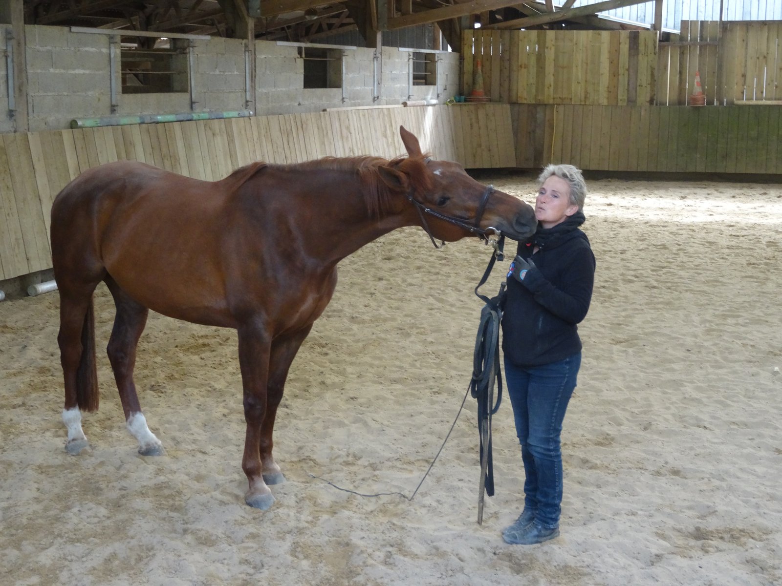 AlignmentHorse
