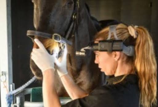 British Association of Equine Dental Technicians