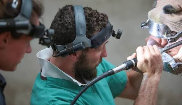 British Association of Equine Dental Technicians